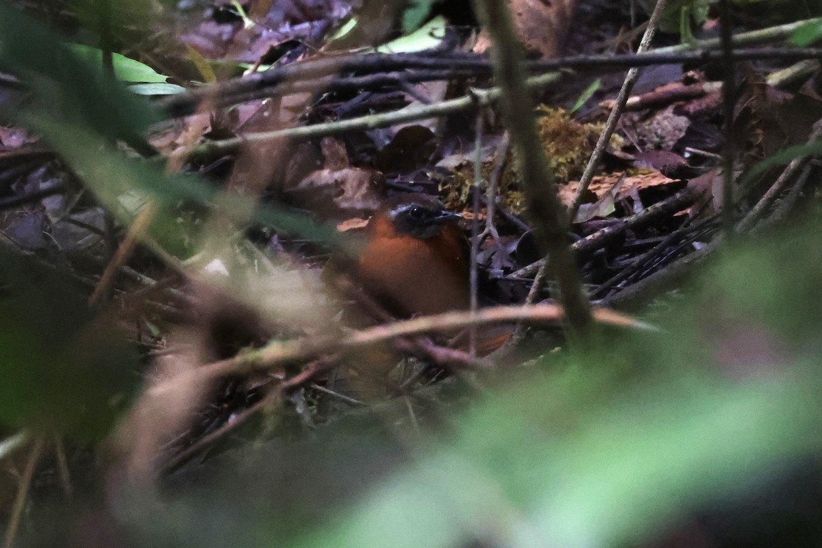 Cordillera Azul Antbird - ML640954938