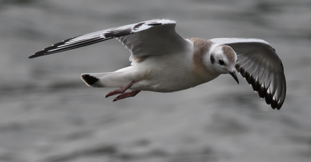 Bonaparte's Gull - ML640954950