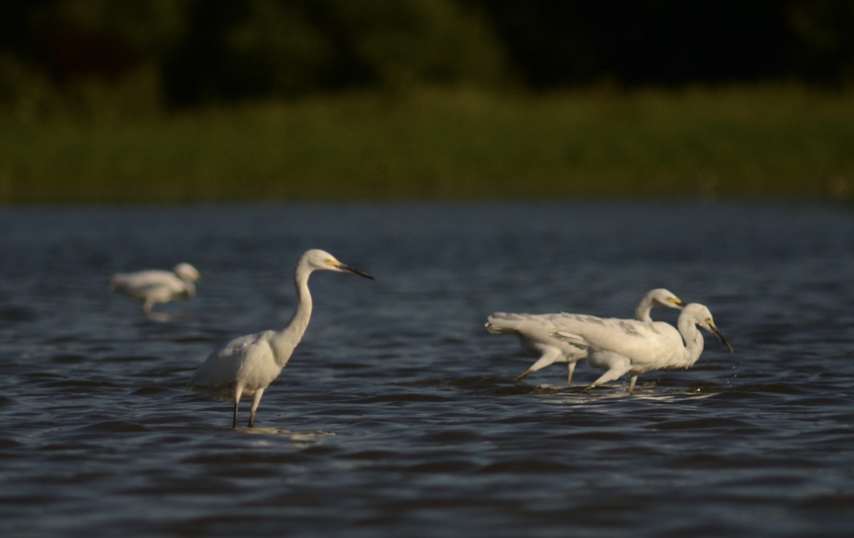 Snowy Egret - ML640954964