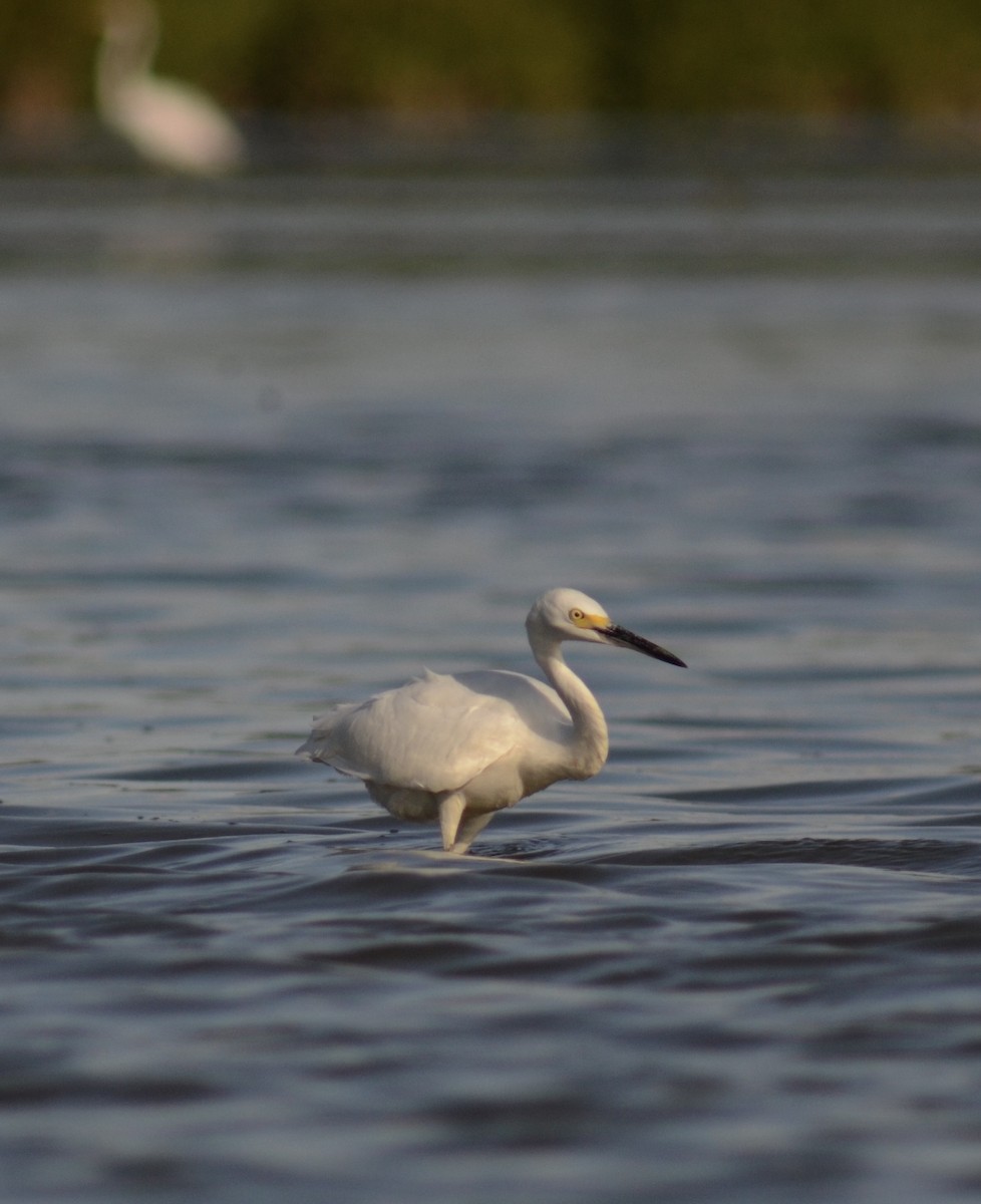 Snowy Egret - ML640954966