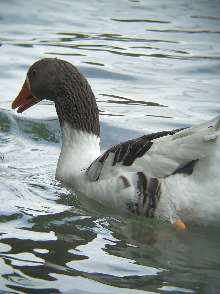 Graylag Goose (Domestic type) - ML640955006