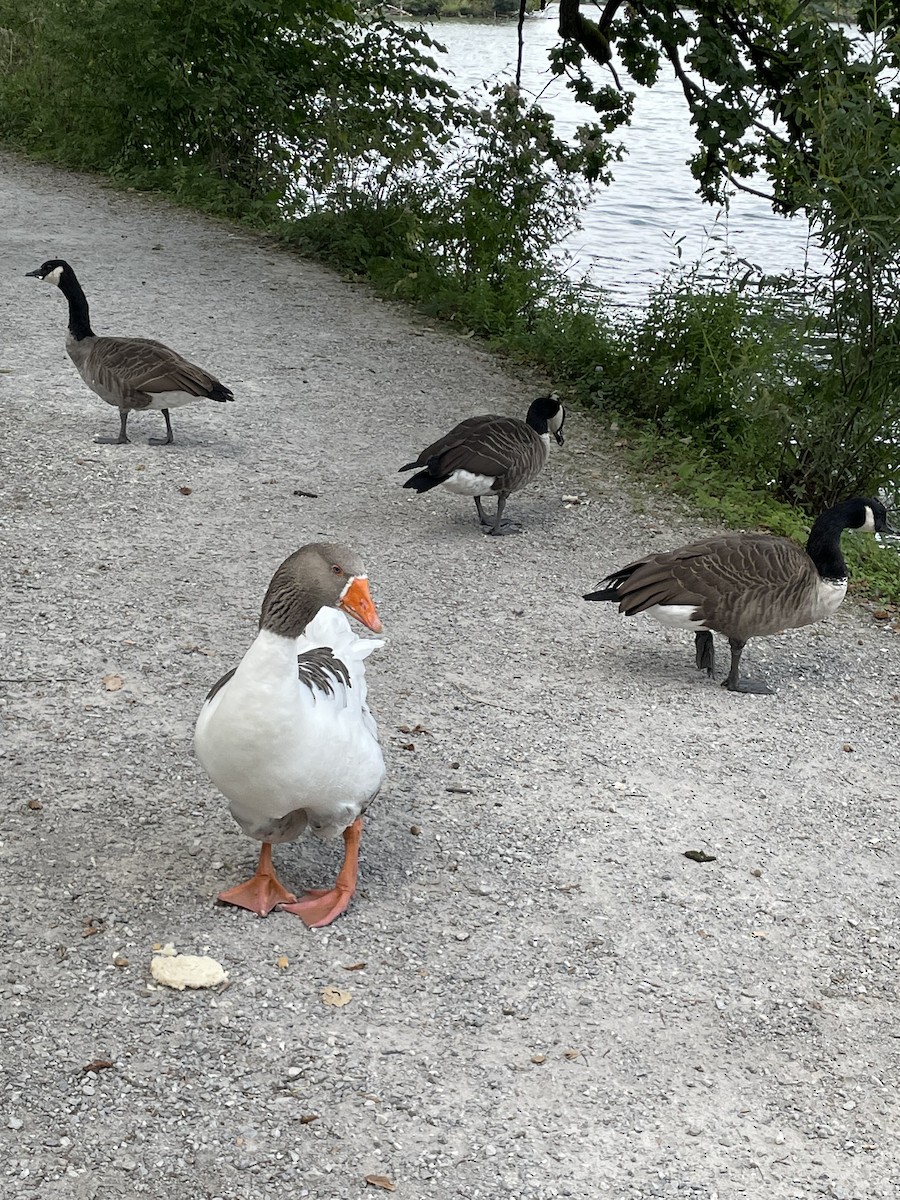 Graylag Goose (Domestic type) - ML640955007