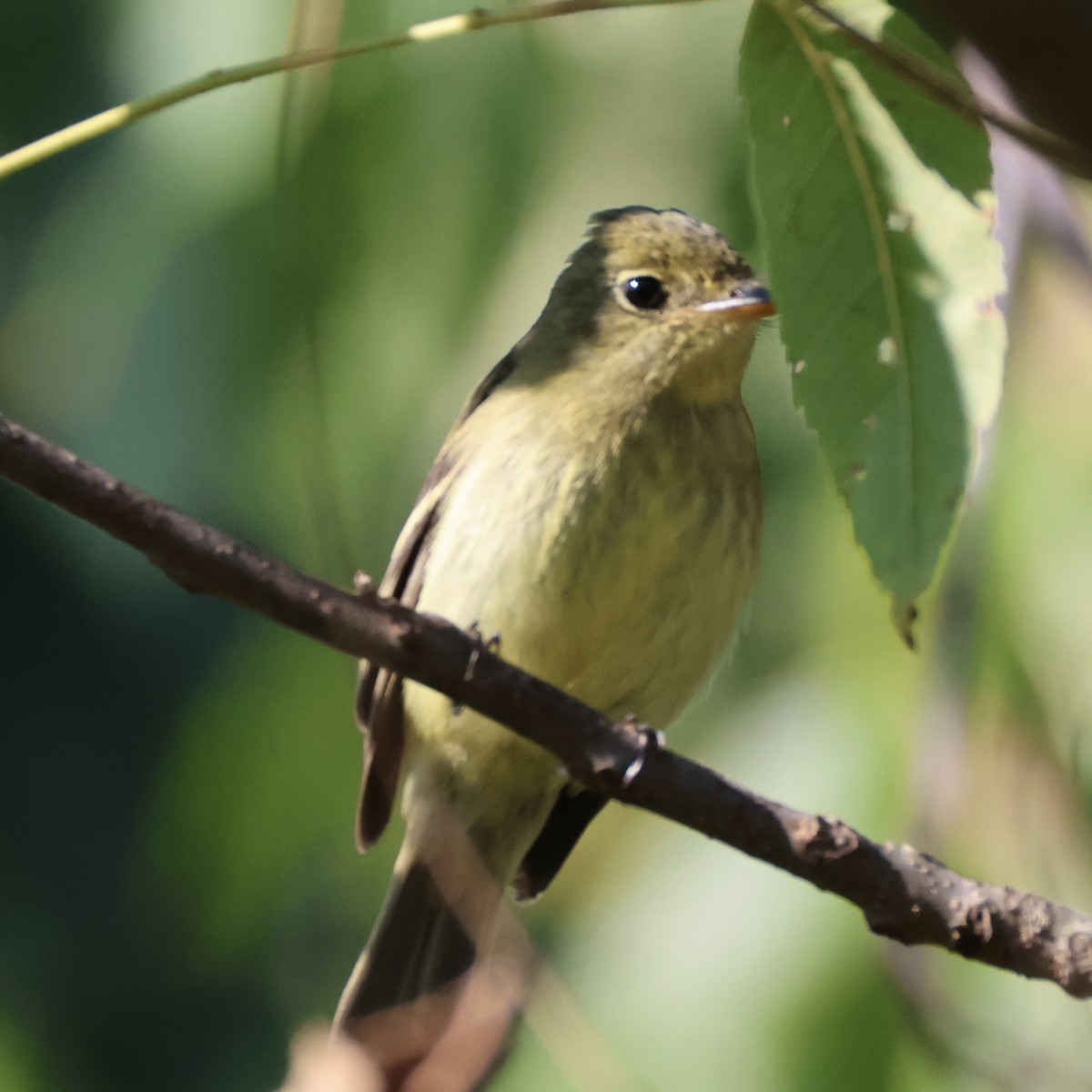 Yellow-bellied Flycatcher - ML640955031