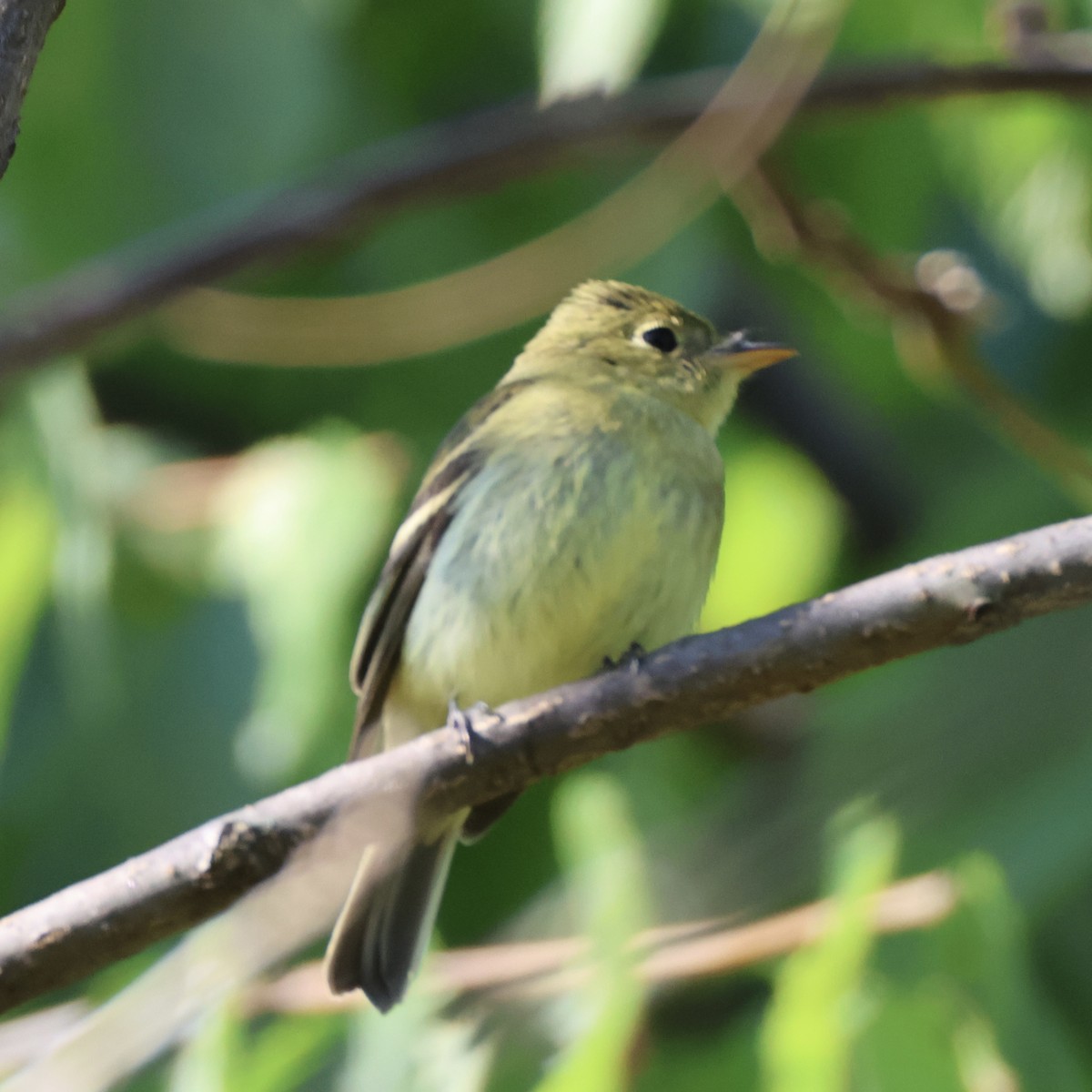 Yellow-bellied Flycatcher - ML640955032