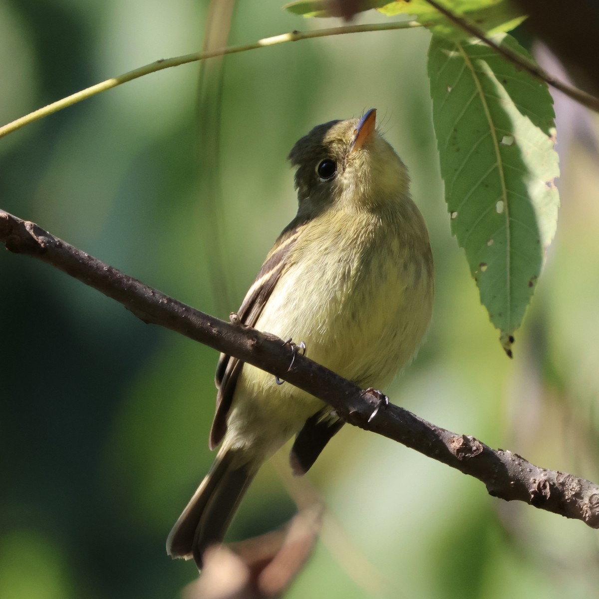 Yellow-bellied Flycatcher - ML640955033