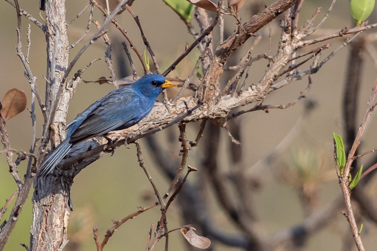 Blue Finch - ML640955063