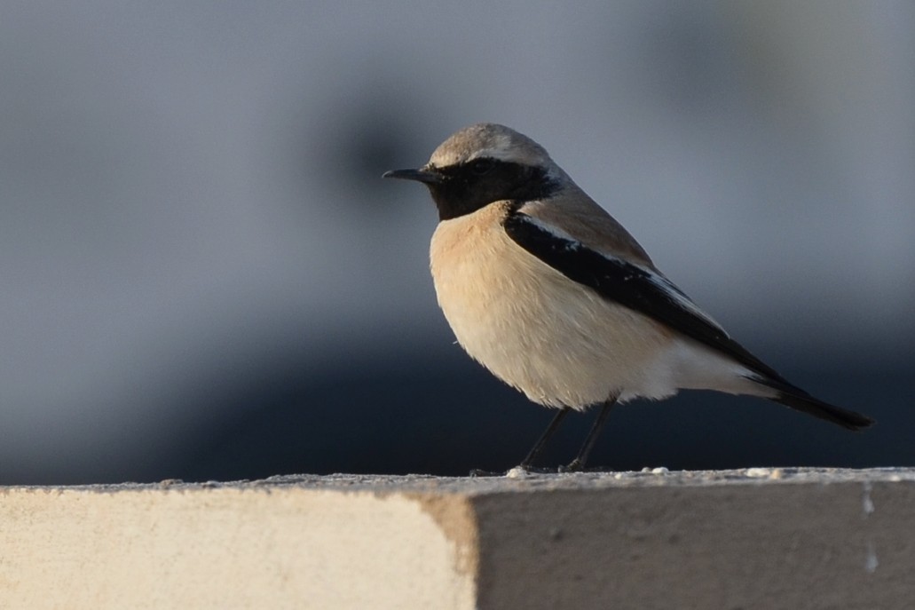 Desert Wheatear - ML640955099