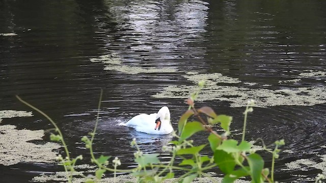 Mute Swan - ML640955128