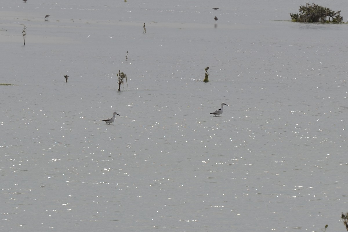 Crab-Plover - ML640955167