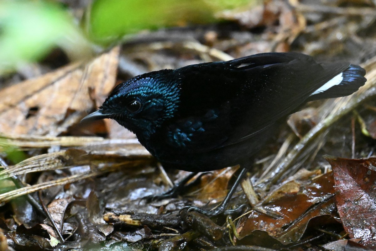 Taveuni Silktail - ML640955194