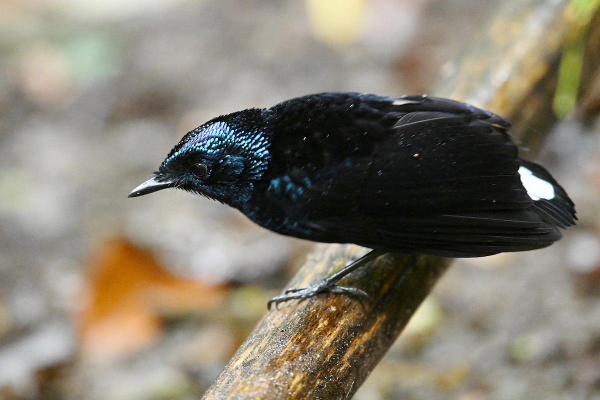Taveuni Silktail - ML640955197