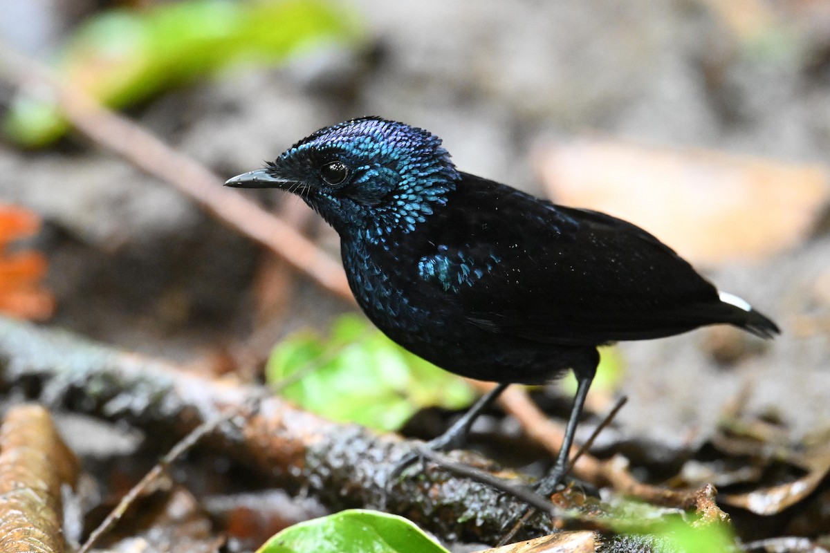 Taveuni Silktail - ML640955198