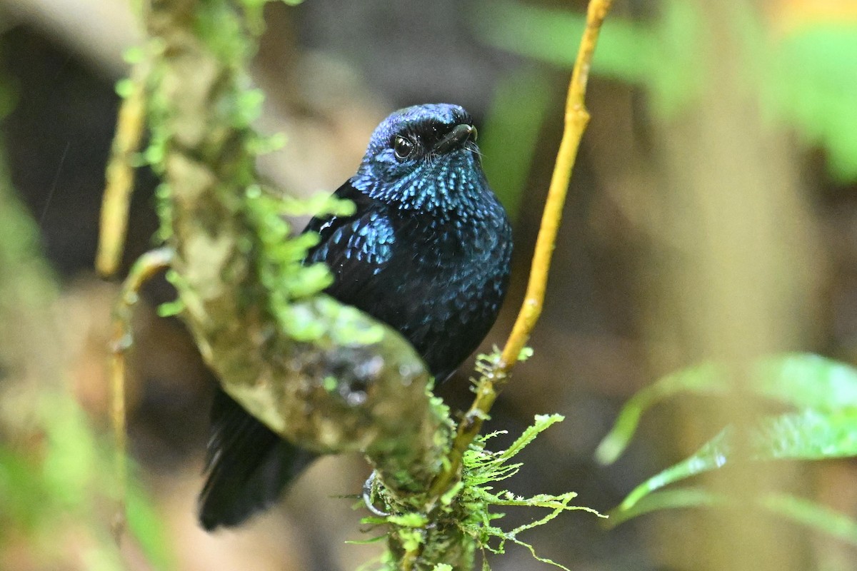 Taveuni Silktail - ML640955201