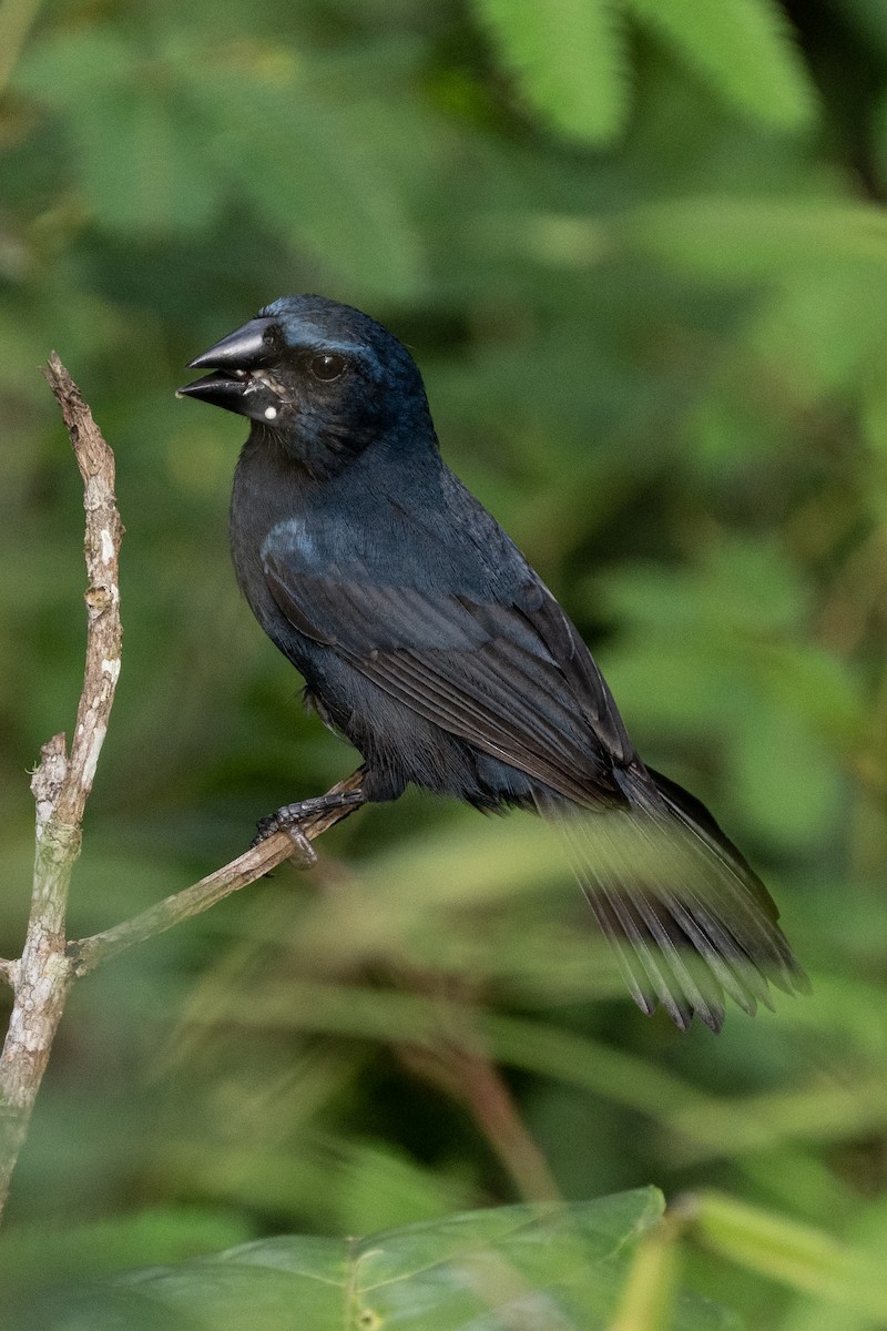 Blue-black Grosbeak - ML640955220