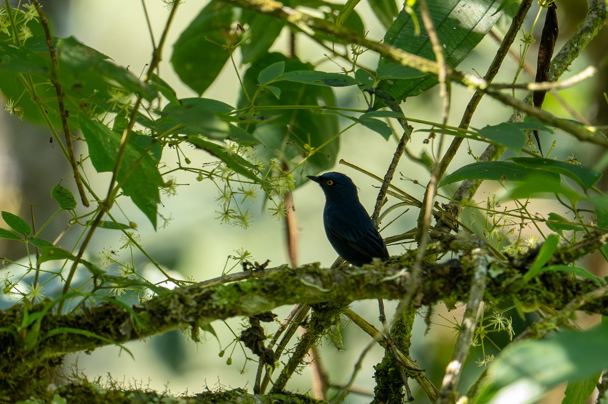 Deep-blue Flowerpiercer - ML640955268