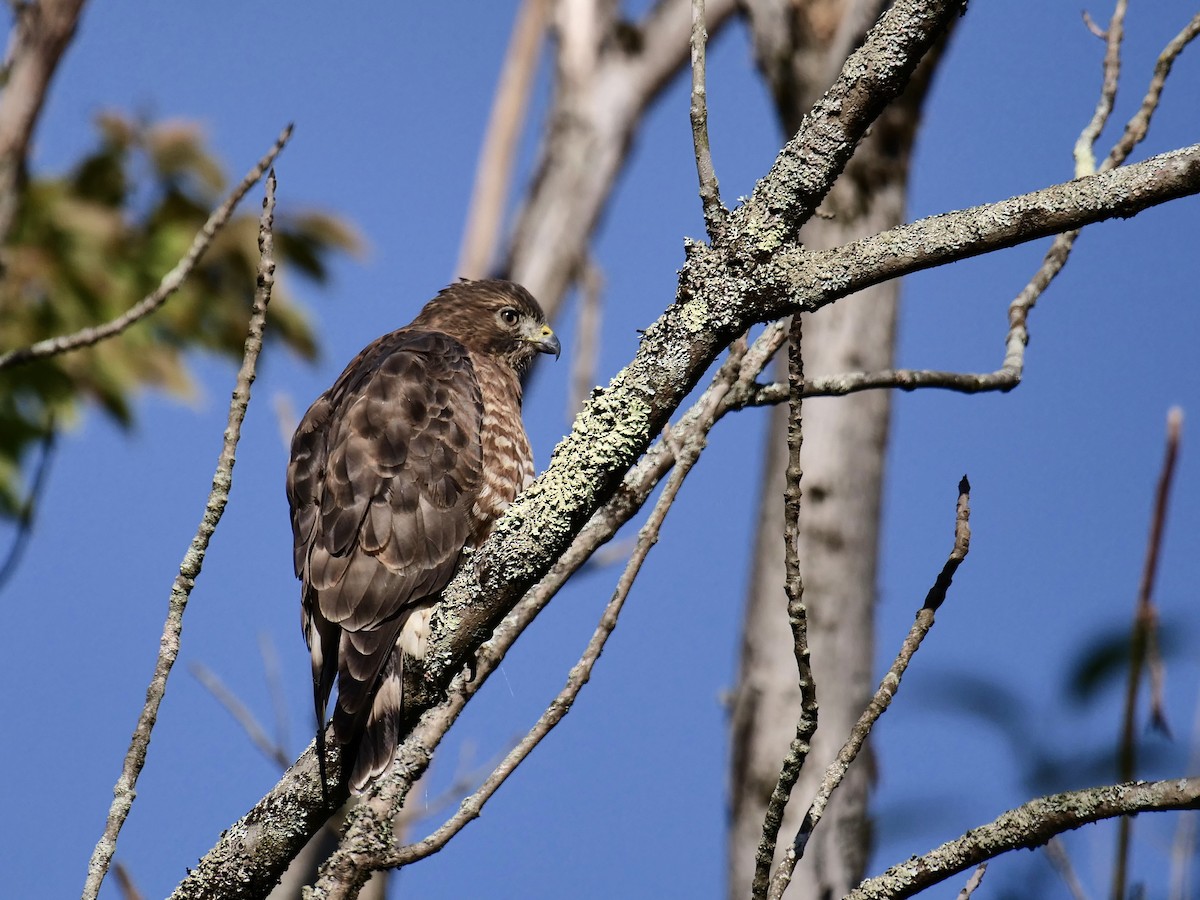 Broad-winged Hawk - ML640955275
