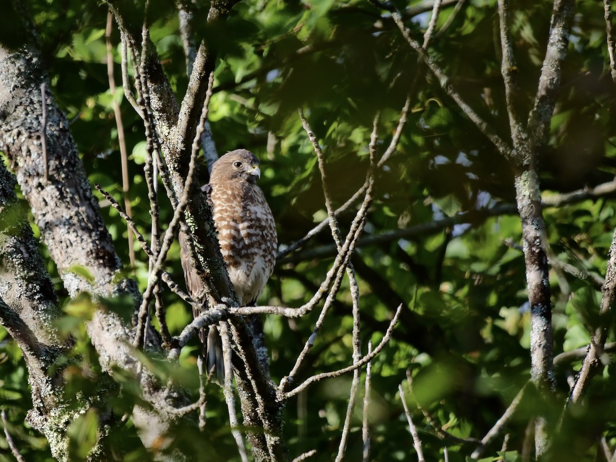 Broad-winged Hawk - ML640955277