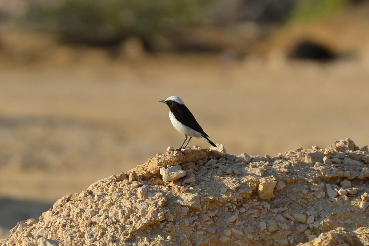 Arabian Wheatear - ML640955340