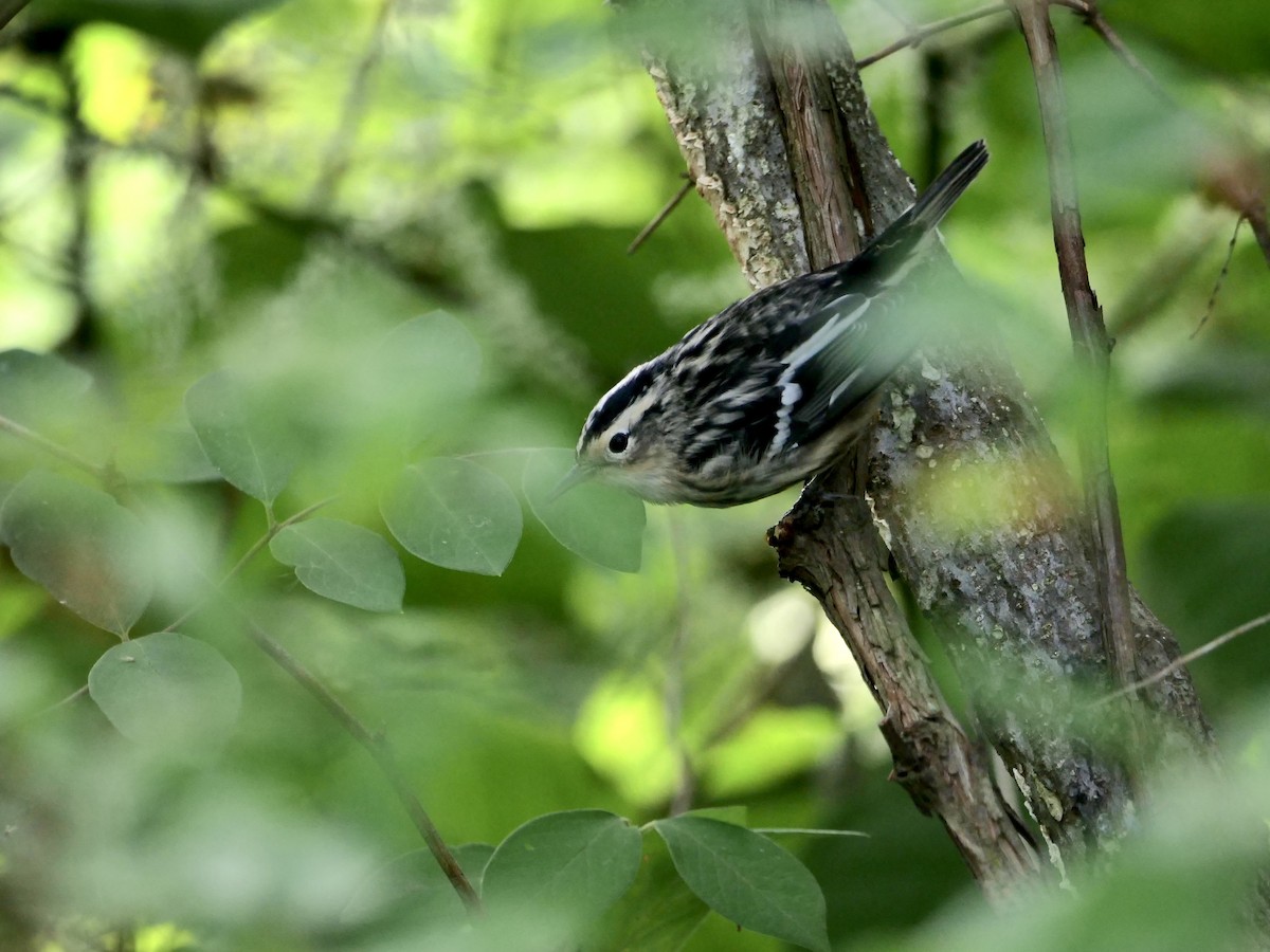Black-and-white Warbler - ML640955347