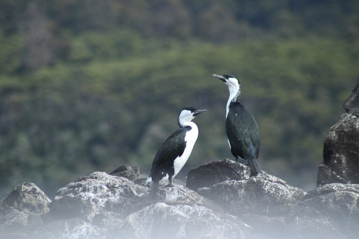 Black-faced Cormorant - ML640955359