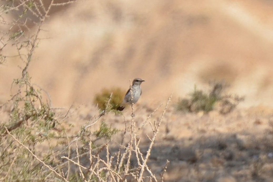 Arabian Wheatear - ML640955360