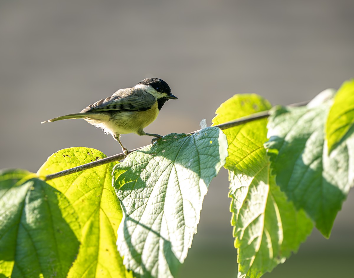 Carolina Chickadee - ML640955388