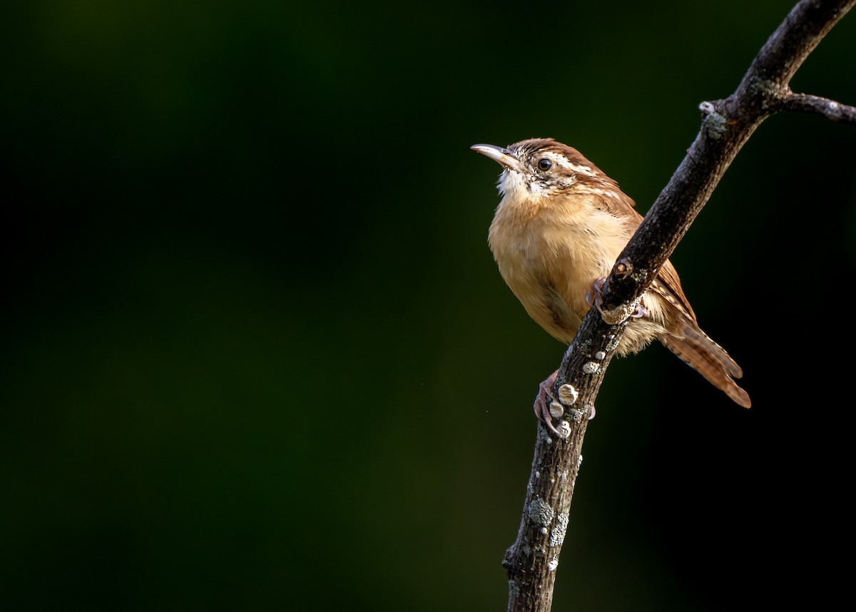 Carolina Wren - ML640955392