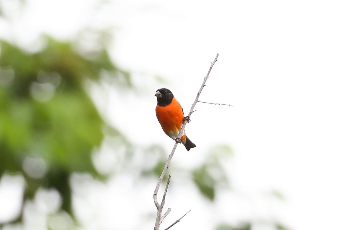 Red Siskin - ML640955437