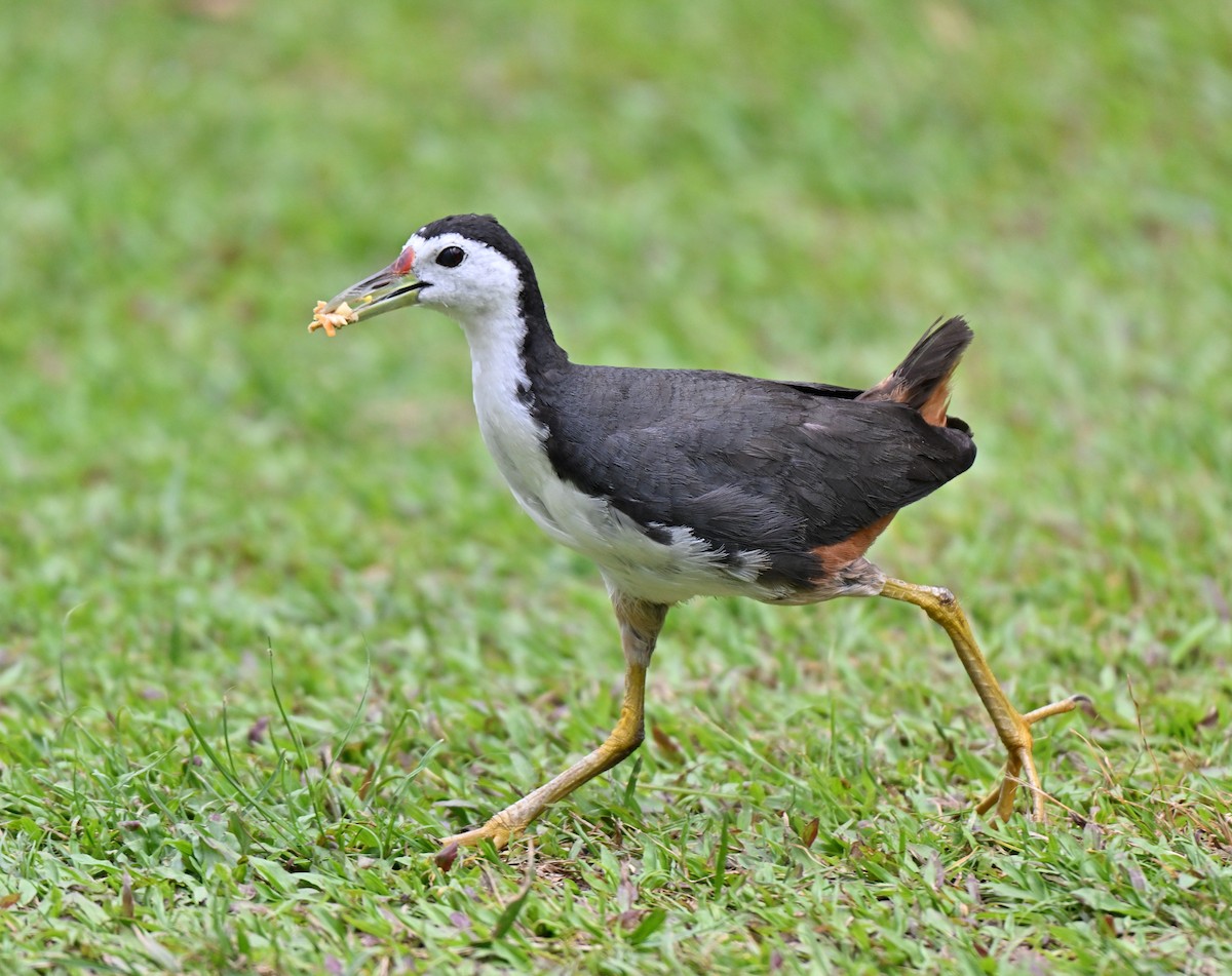 White-breasted Waterhen - ML640955457