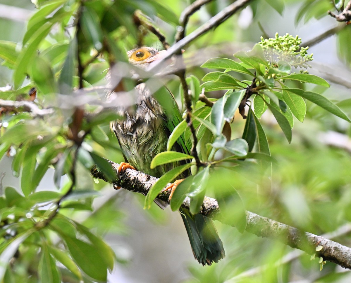 Lineated Barbet - ML640955491