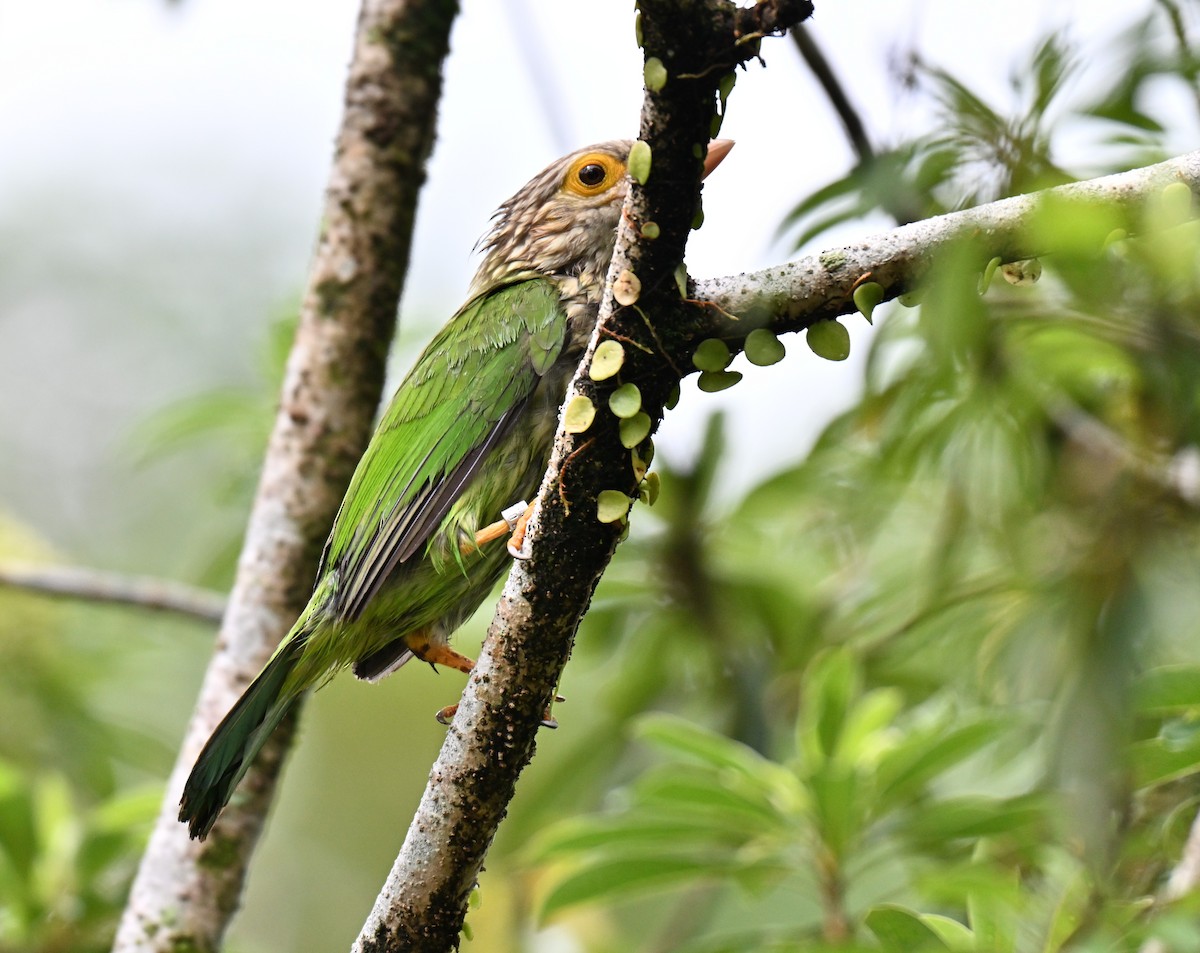 Lineated Barbet - ML640955492