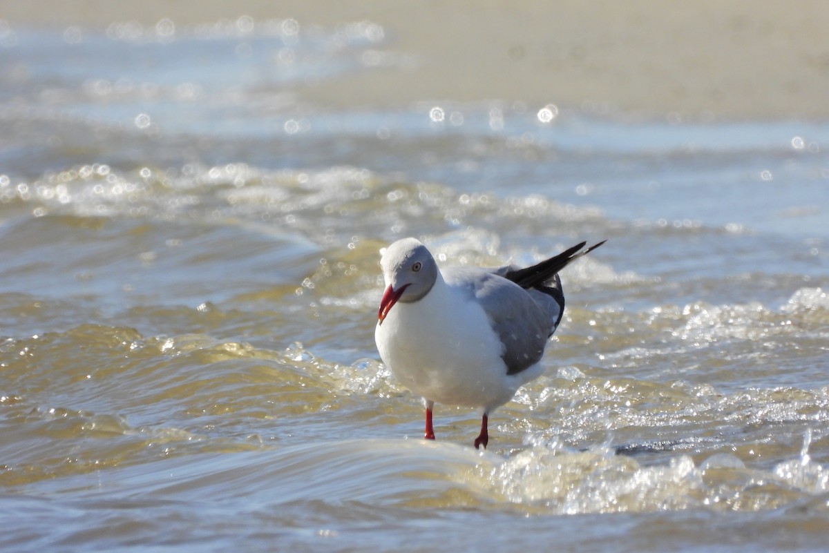 Gray-hooded Gull - ML640955525