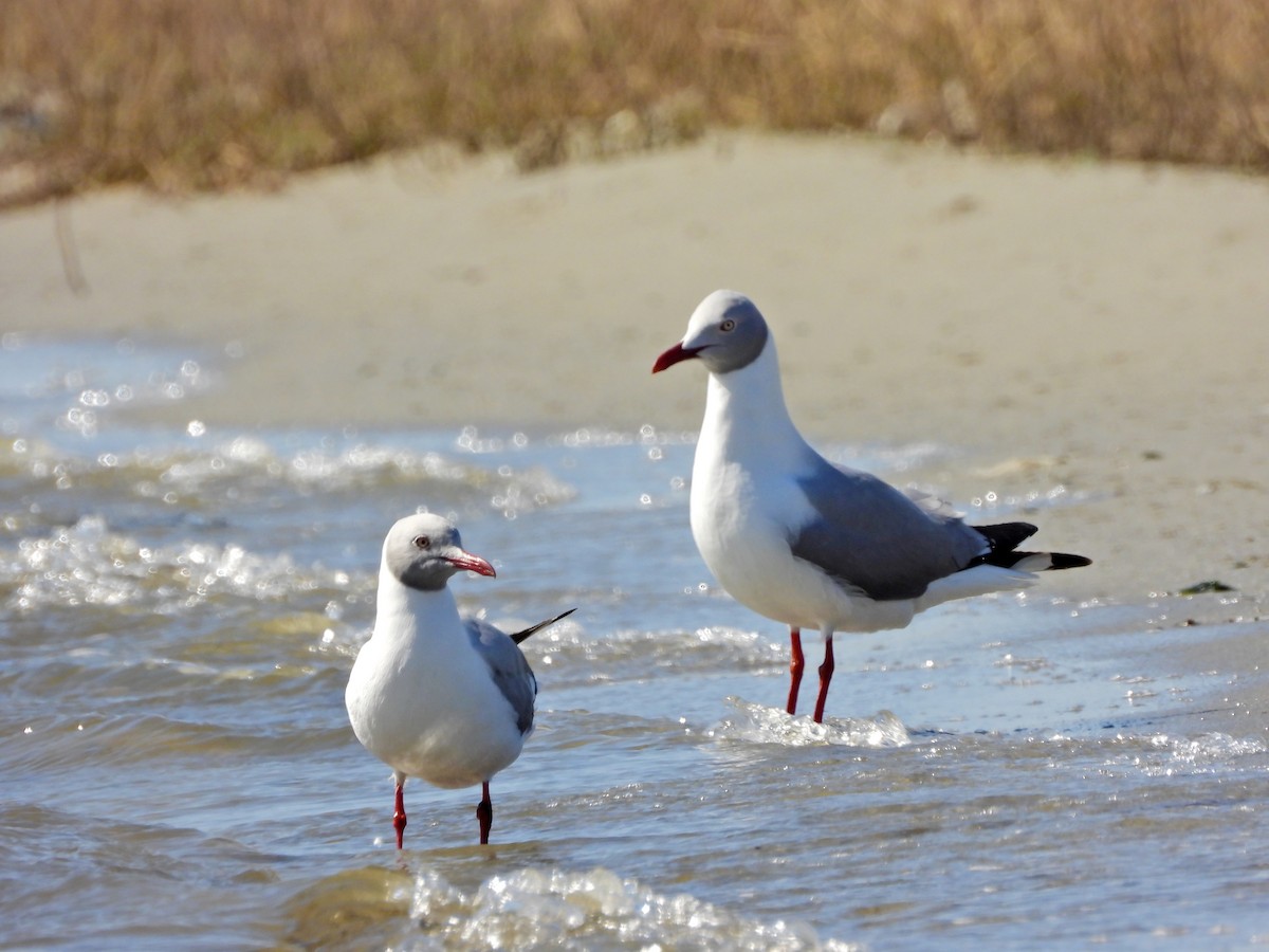 Gray-hooded Gull - ML640955526