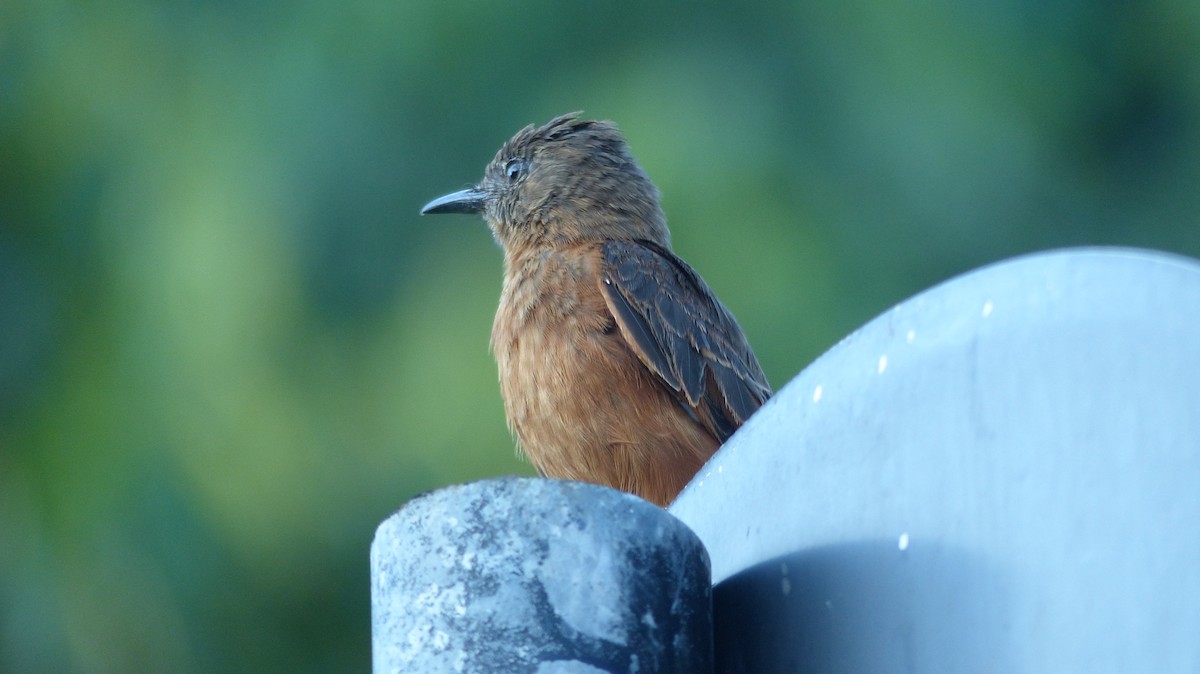 Cliff Flycatcher - ML640955563