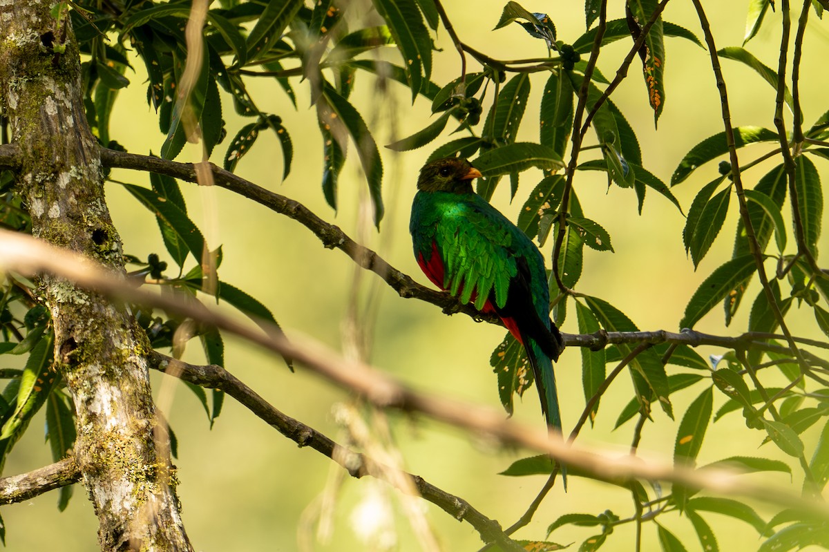 Quetzal doré - ML640955570