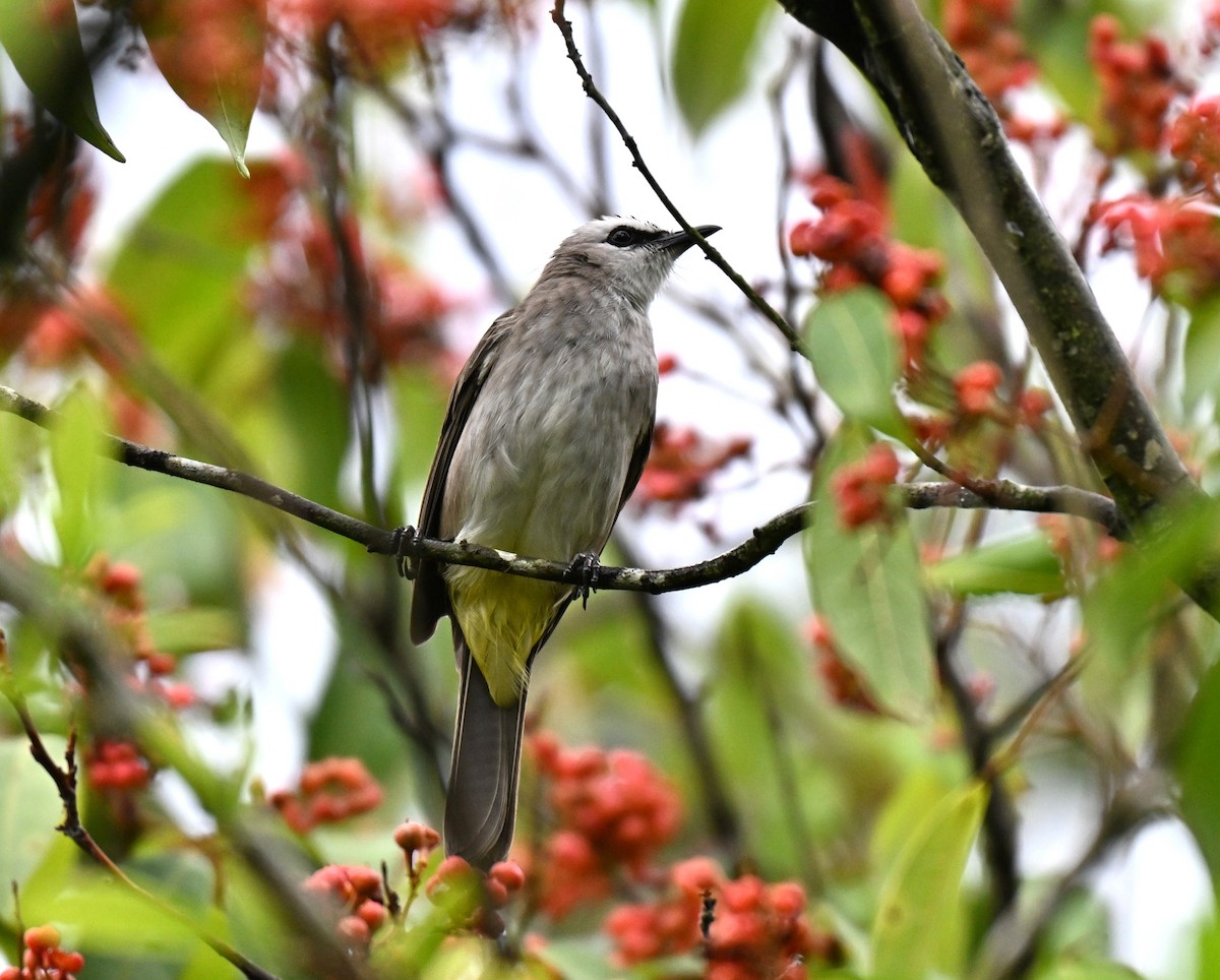 Yellow-vented Bulbul - ML640955599