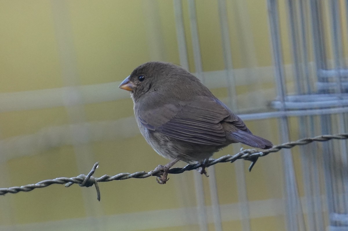 Sooty Grassquit - ML640955600