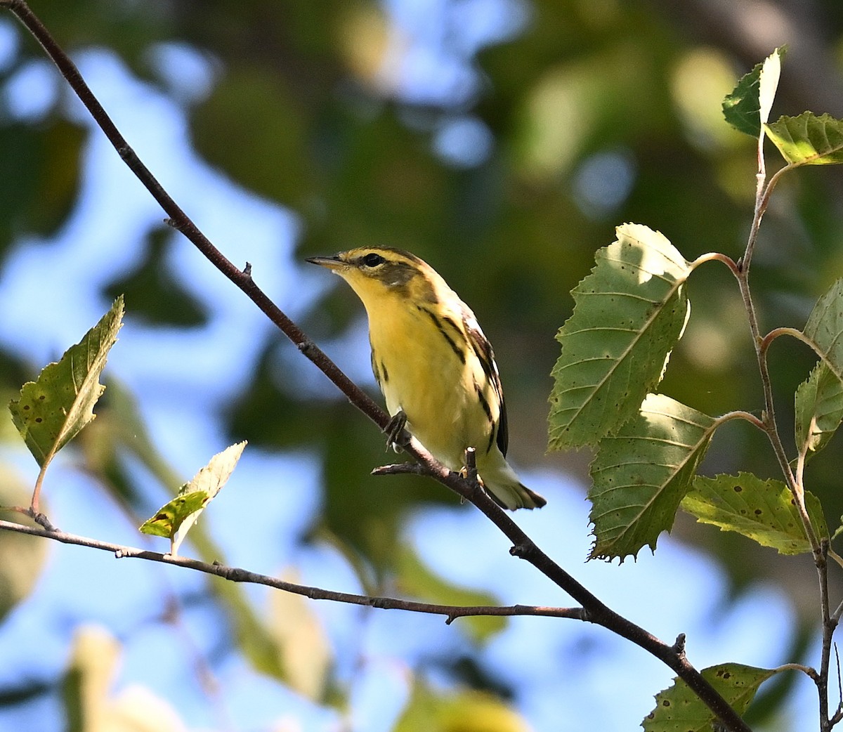 Blackburnian Warbler - ML640955647