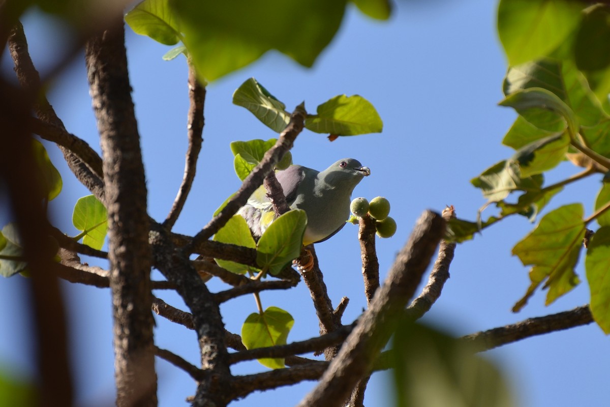 Bruce's Green-Pigeon - ML640955673