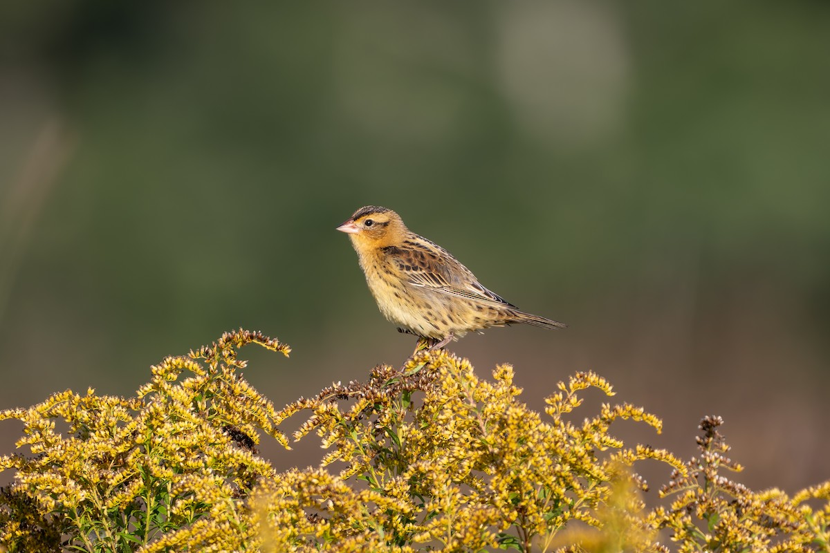Bobolink - ML640955699