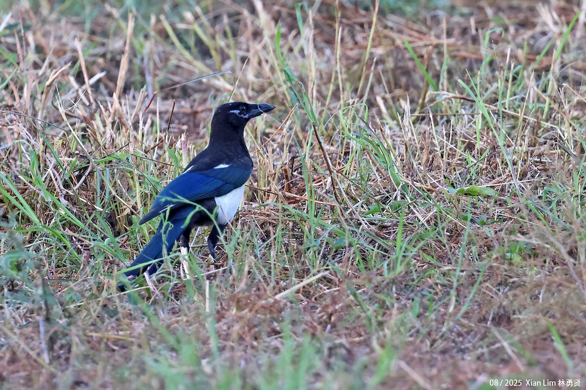 Oriental Magpie - ML640955710