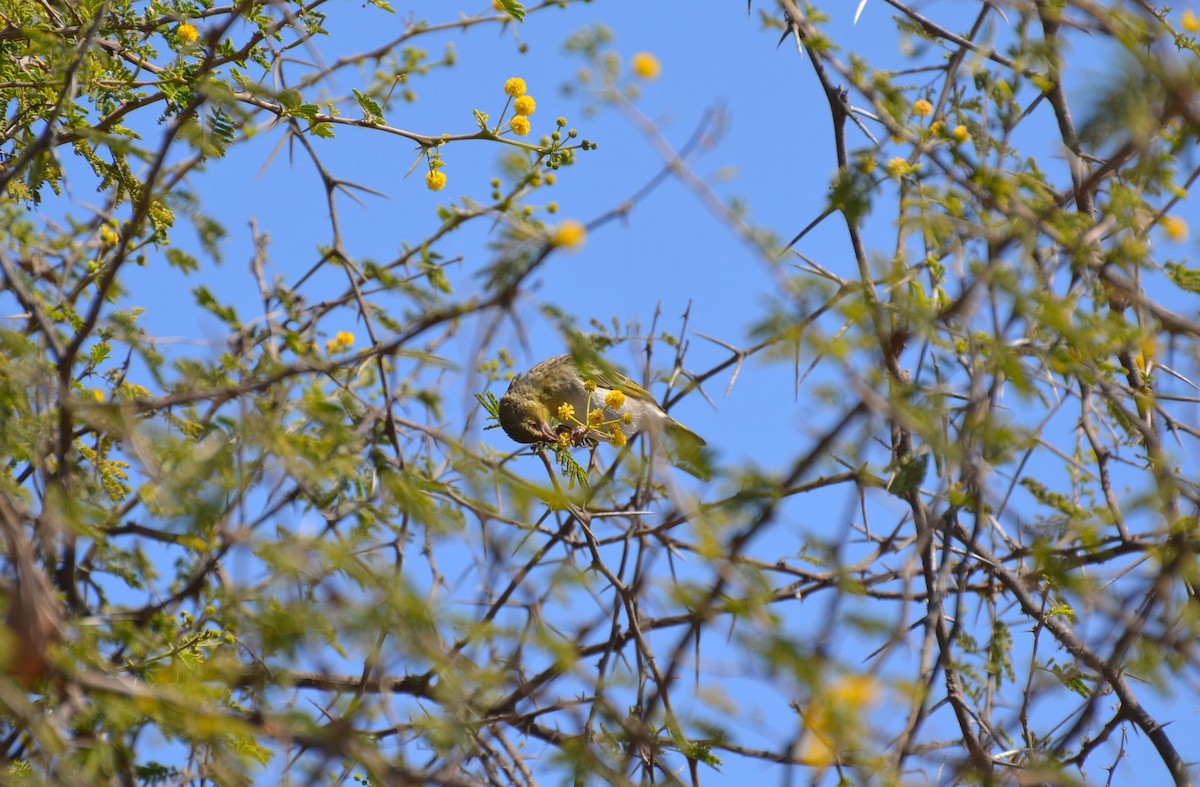 Rüppell's Weaver - ML640955712
