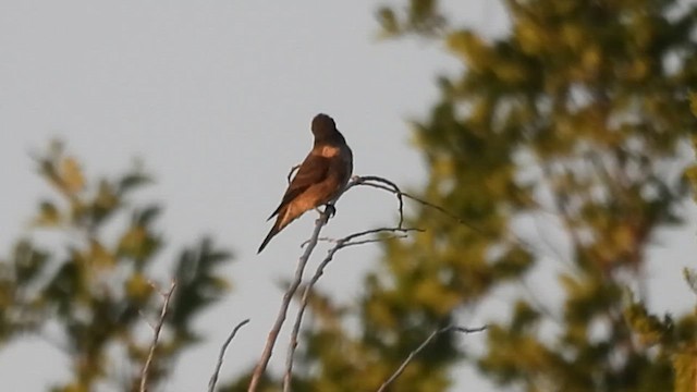 Olive-sided Flycatcher - ML640955735