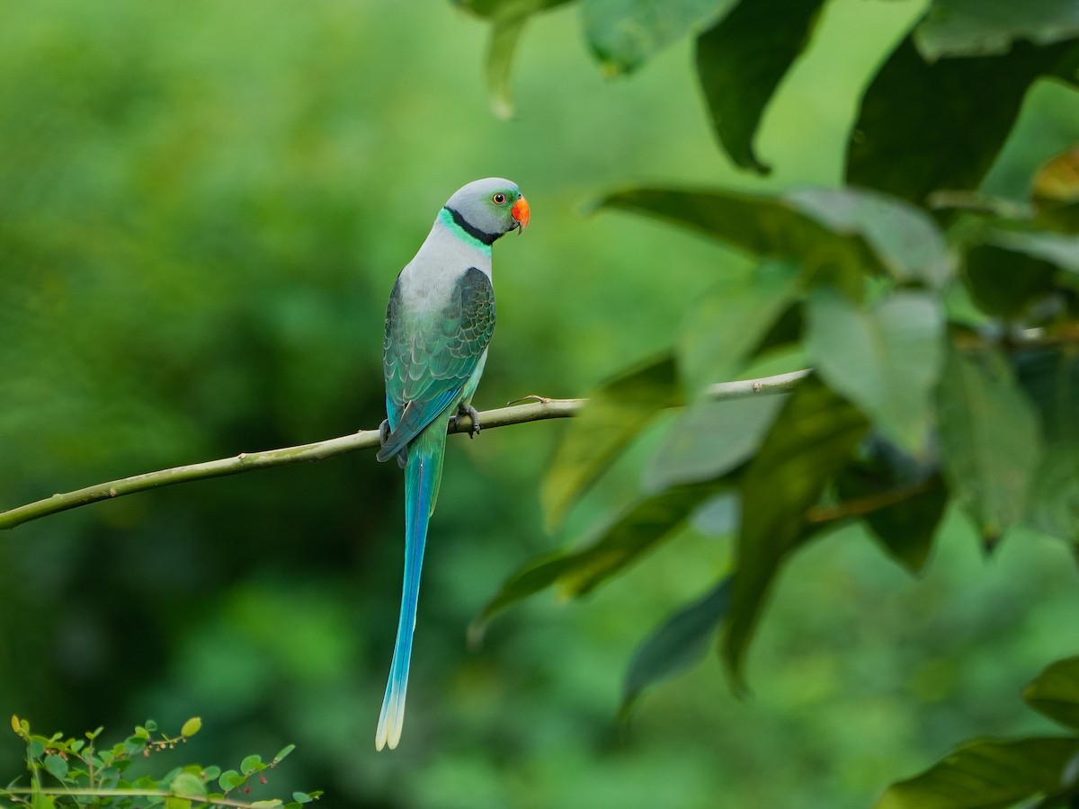 Malabar Parakeet - ML640955749