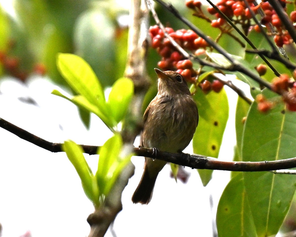 Brown-streaked Flycatcher - ML640955751