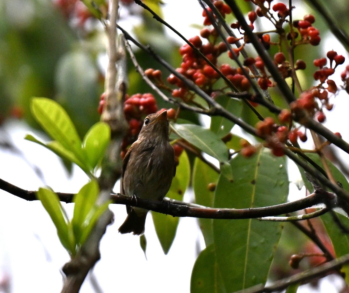 Brown-streaked Flycatcher - ML640955752