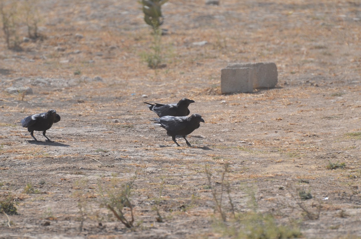 Fan-tailed Raven - ML640955758