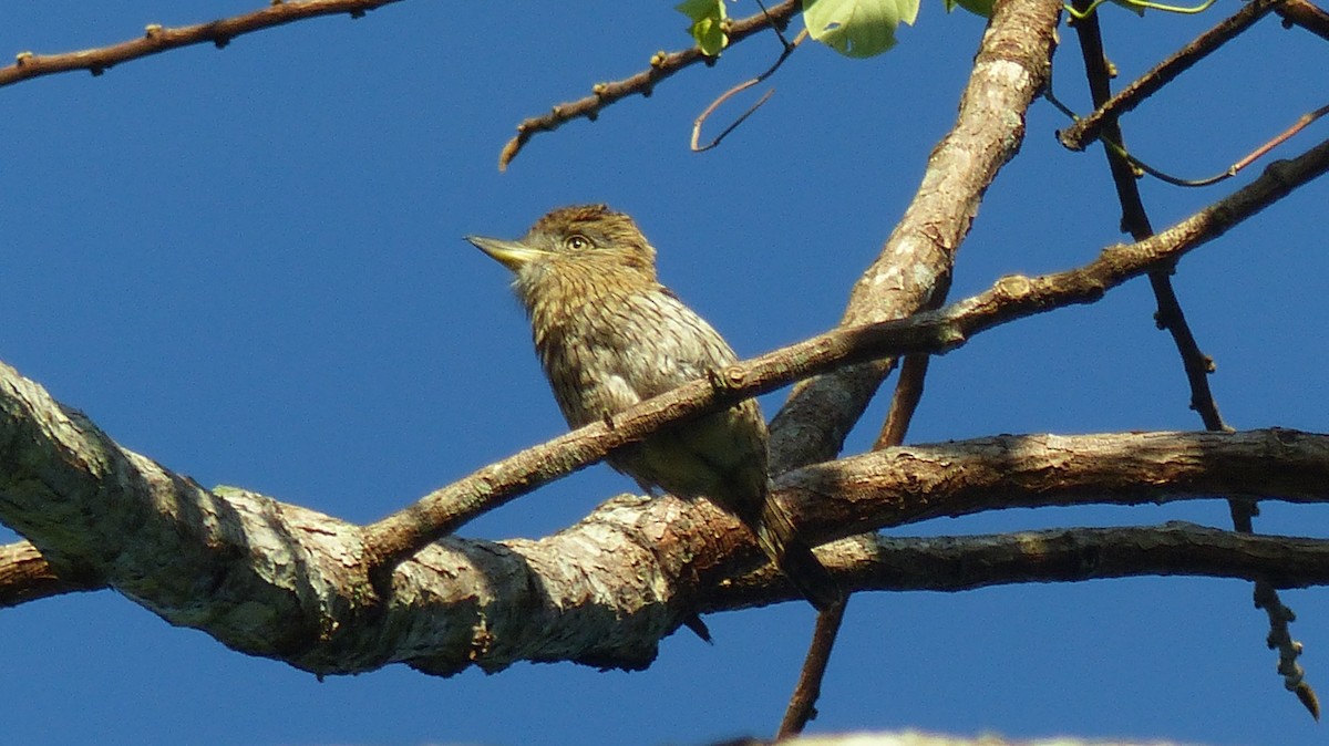 Eastern Striolated-Puffbird - ML640955766
