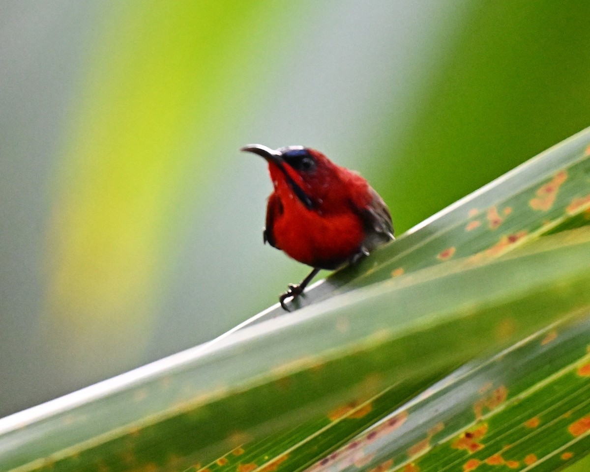Crimson Sunbird - ML640955790