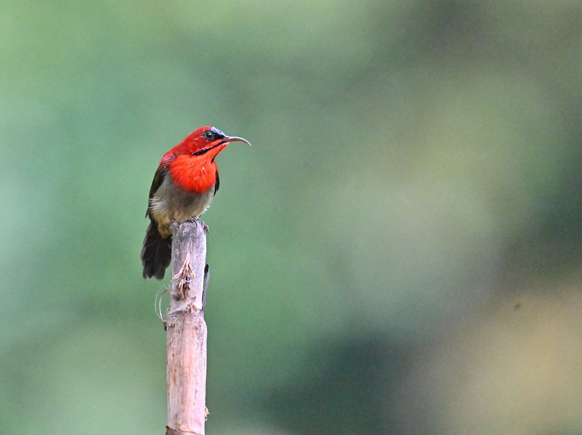 Crimson Sunbird - ML640955793